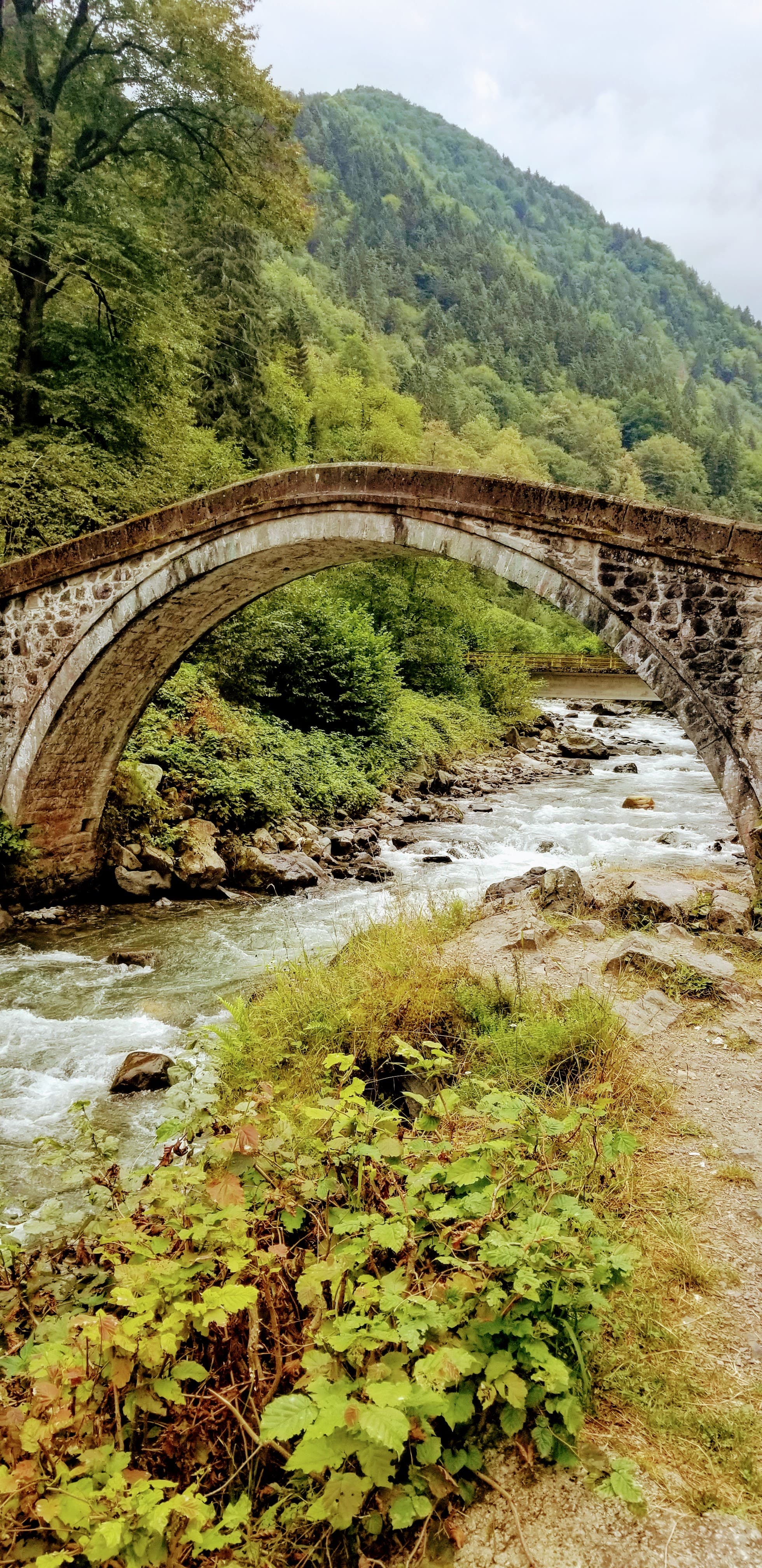 Tea terraces from above. The green continues up the hillside until it disappears into cloud.