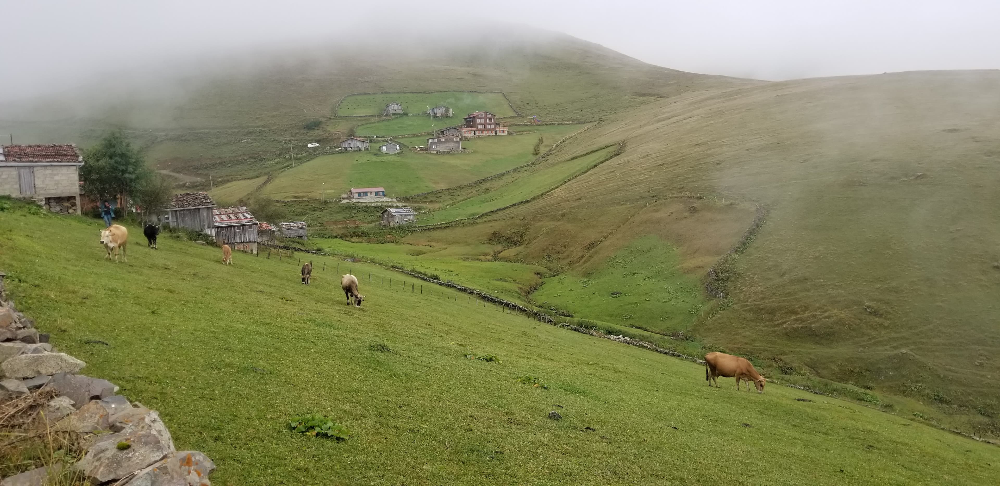 The gorge road to Sümela. Spruce forest, morning light, no one else around yet.