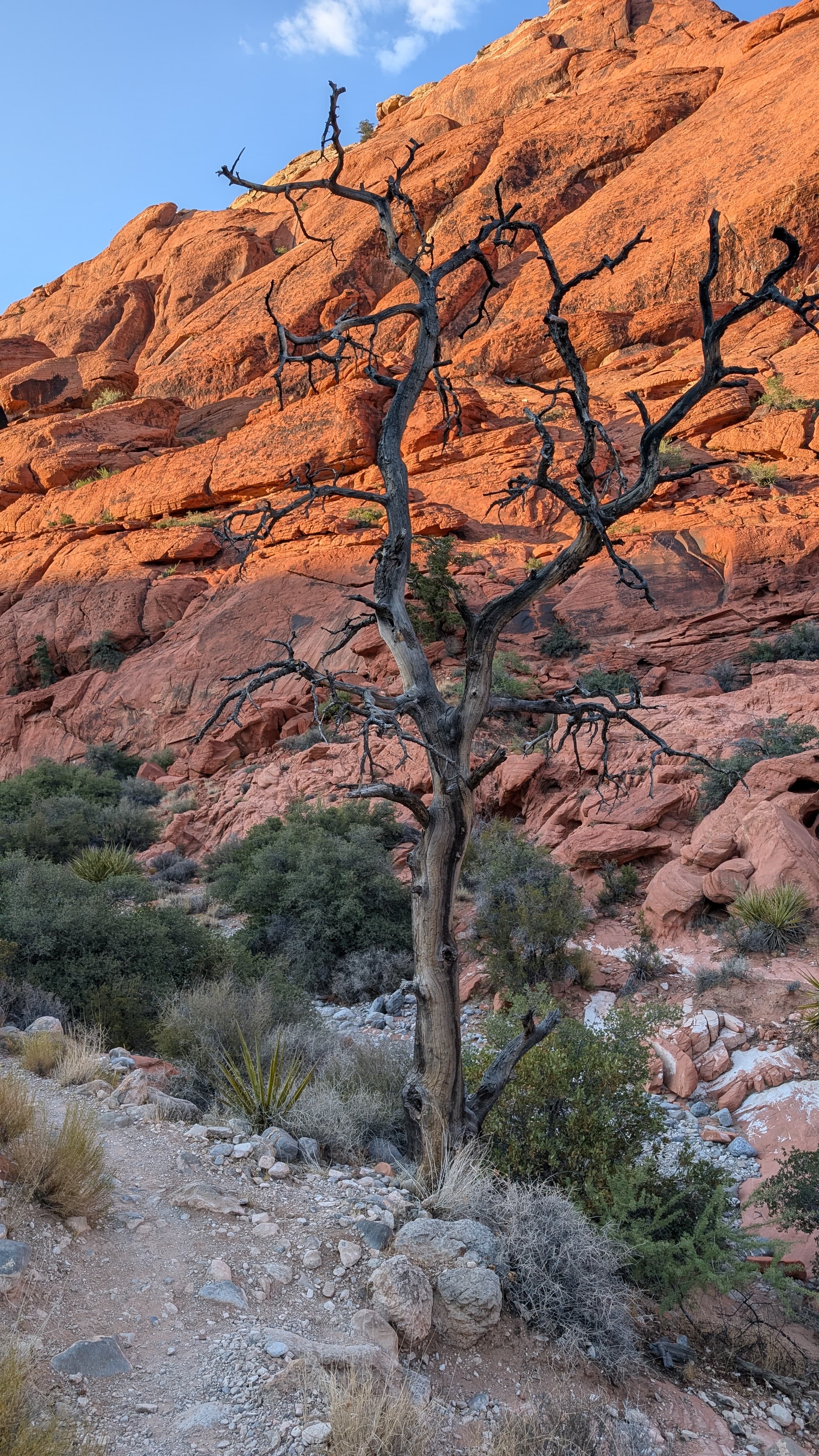 Neon Museum. The vintage casino signs restored and displayed in the desert dark.