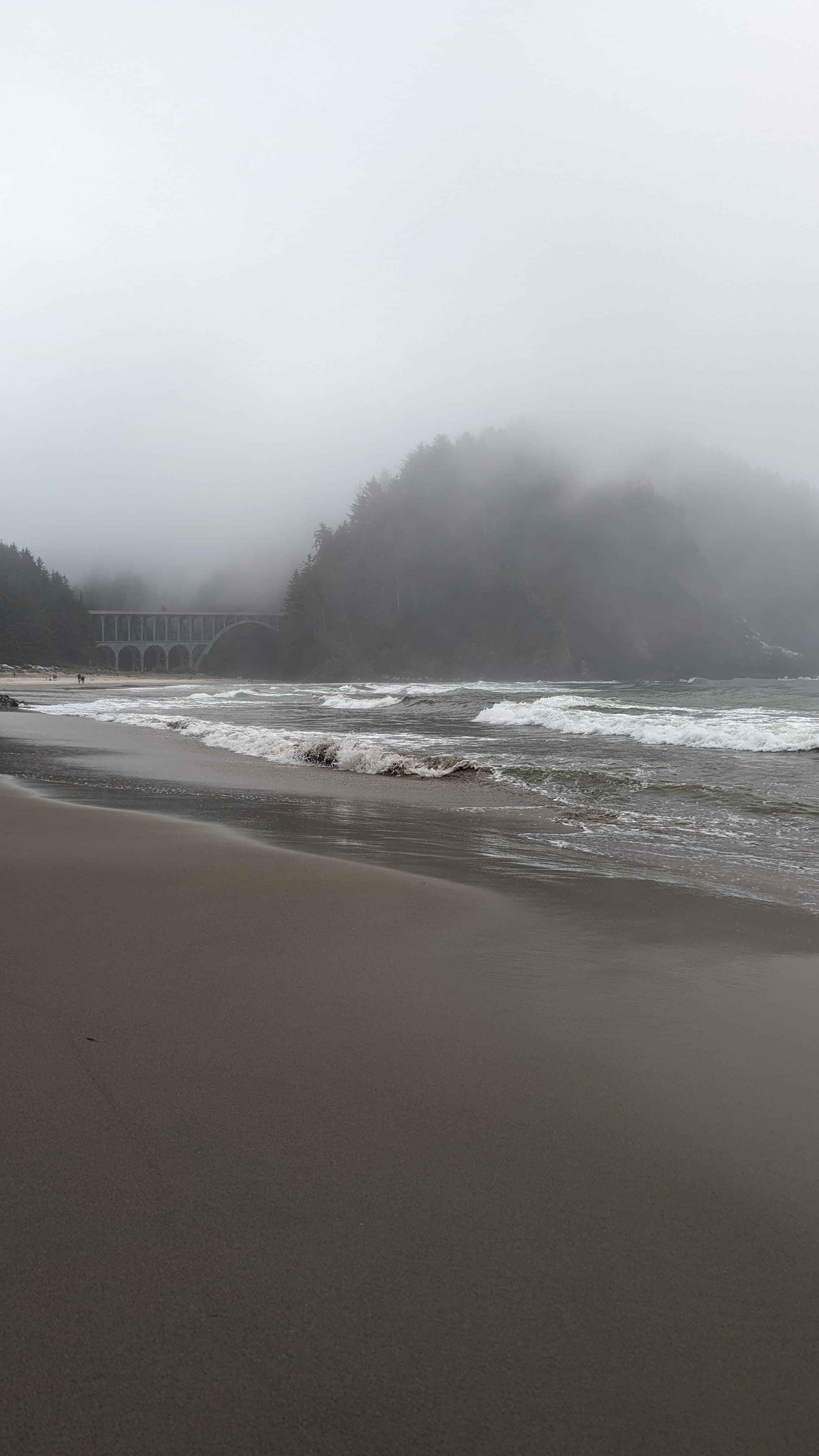 Old growth Douglas fir. The ancient rainforest coast section of Oregon contains trees that are 500 years old.