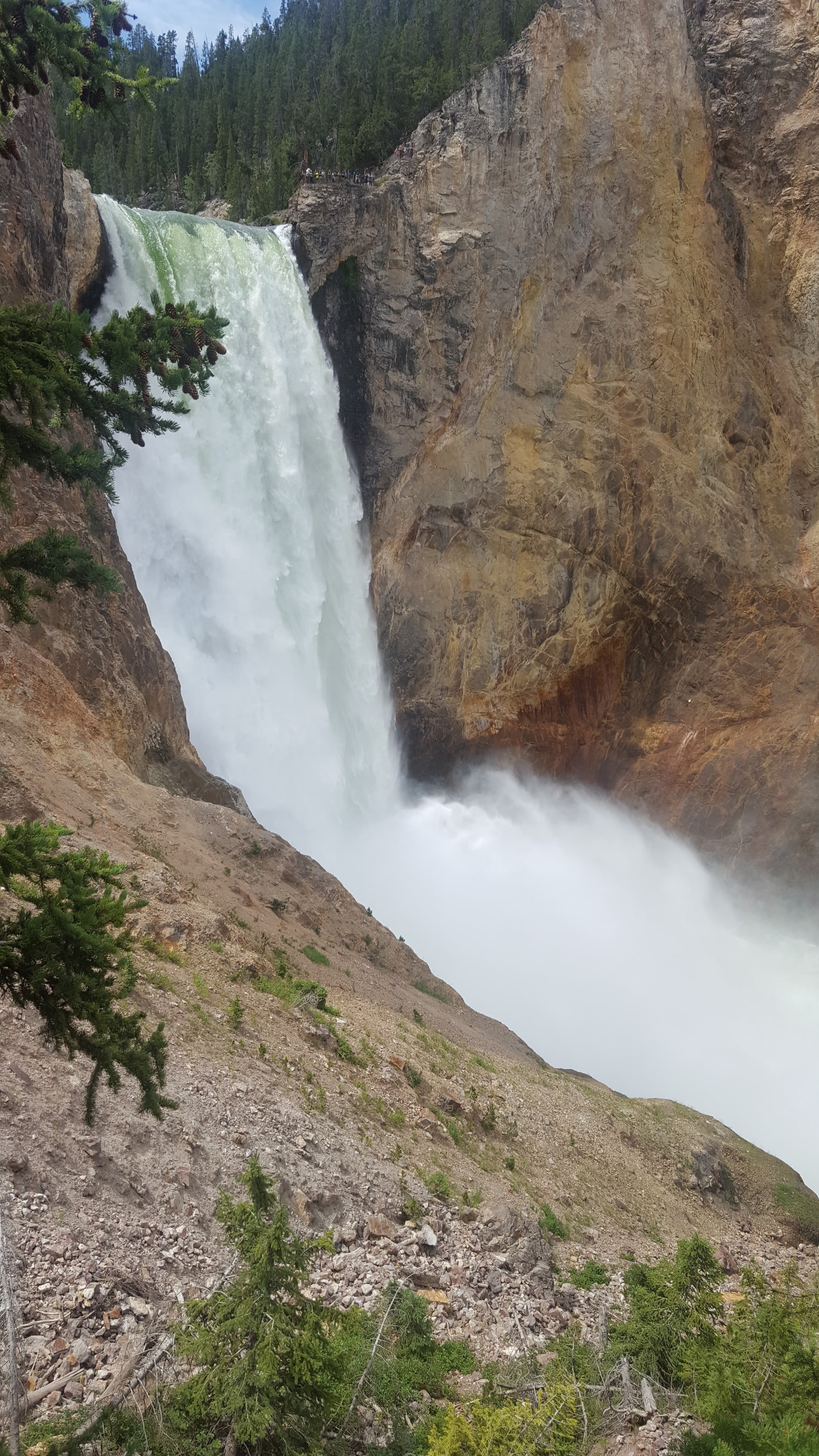 Yellowstone bison herd. Four and a half thousand of them in the park; they use the roads as their own.