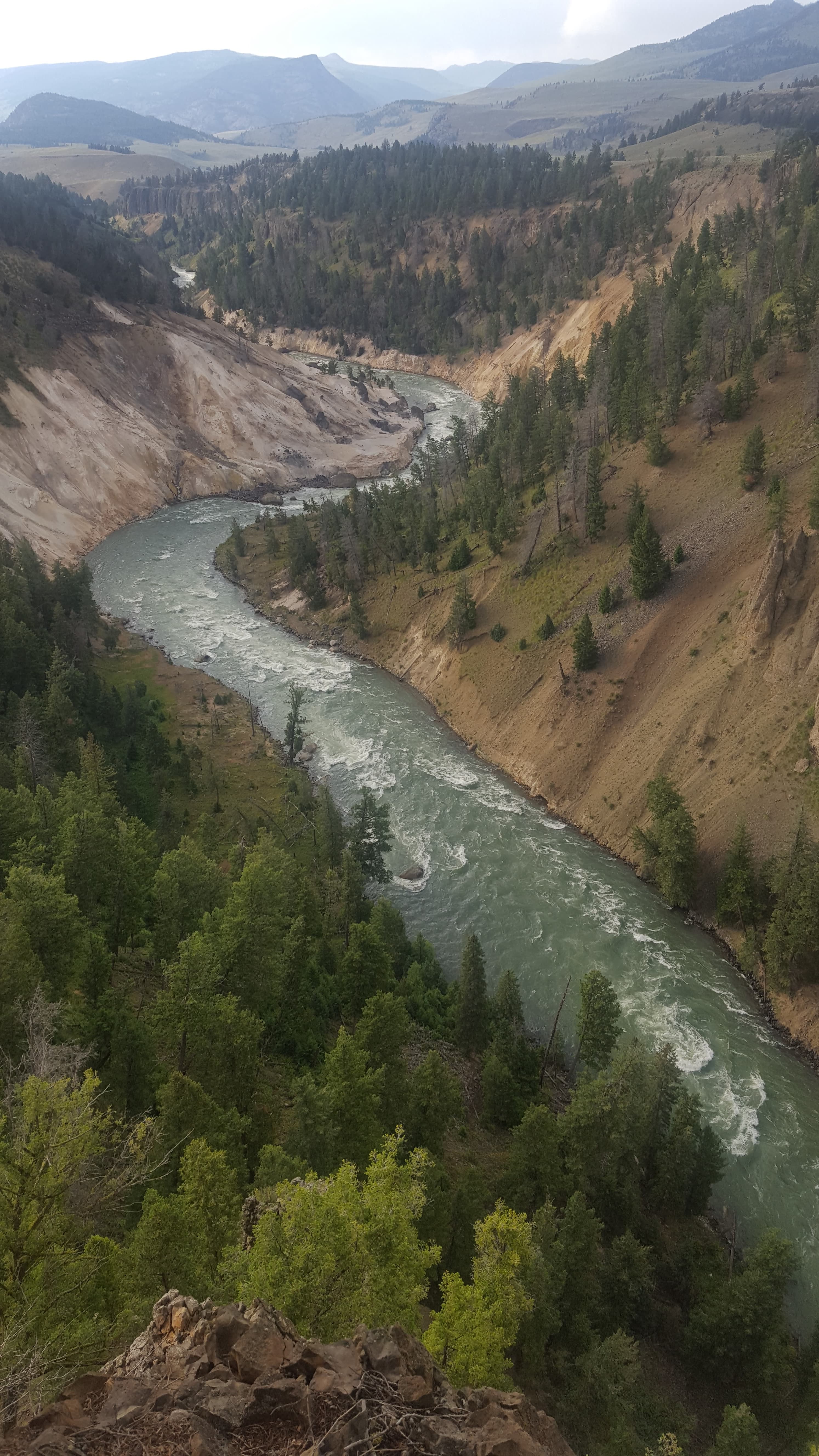Grand Canyon of the Yellowstone. The yellow stone that named the park — volcanic rhyolite — visible in the walls.